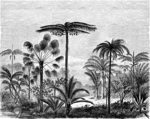 [158952] Mural XL paisaje con palmeras blanco y negro Paradise 154158952 154-158952